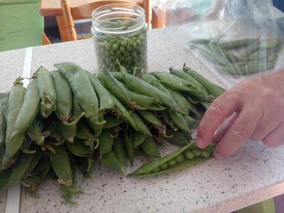 GAZPACHO DE GUISANTES CON HIERBABUENA ¿O PORRA DE CHICHAROS?