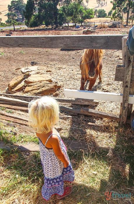 Margeret-River-Bunbury-Western-Australia-93 ▷ Comentarios sobre cosas que hacer en Bunbury: su próxima escapada de Perth en Perth a Margaret River Lugares para detenerse: un mundo de viajes con niños