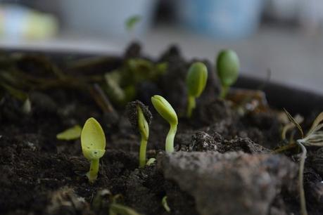 Los beneficios del compostaje, por compostador.net