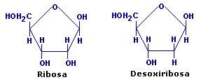 Carbohidratos Moléculas de carbohidratos