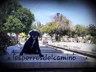 Capitán y Mona del cementerio metropolitano