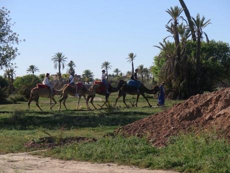 IMG_3049-min-e1558211572356 ▷ El Palmeral de Marrakech