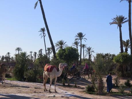 IMG_3080-min-e1558212469665 ▷ El Palmeral de Marrakech