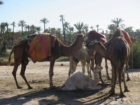 IMG_3067-min-e1558211811110 ▷ El Palmeral de Marrakech