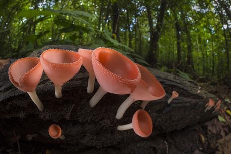 Microorganismos extremos y otros 500 millones de años más antiguos de lo que se pensaba…