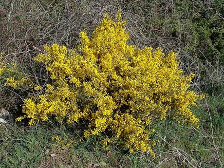 ALIAGA, LA EMISORA DE LA PRIMAVERA
