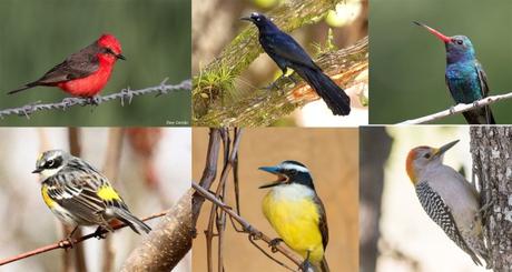 Parque Morales: un oasis para las aves