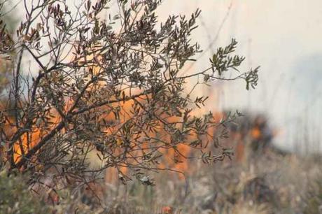 Pedirán comparecer a funcionarios por “dejar quemar la Sierra de San Miguelito”