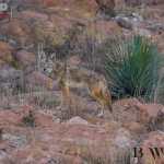 Realizarán estudio de fauna y flora afectada en Sierra de San Migulito