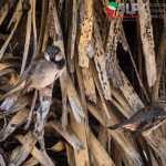Realizarán estudio de fauna y flora afectada en Sierra de San Migulito