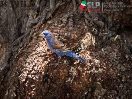 Realizarán estudio de fauna y flora afectada en Sierra de San Migulito