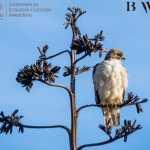 Realizarán estudio de fauna y flora afectada en Sierra de San Migulito
