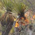 Tierra Quemada / Fotoreportaje de Héctor Guevara