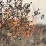 Tierra Quemada / Fotoreportaje de Héctor Guevara