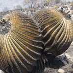 Tierra Quemada / Fotoreportaje de Héctor Guevara