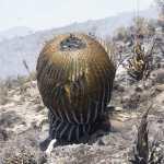 Tierra Quemada / Fotoreportaje de Héctor Guevara