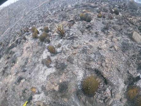 Tierra Quemada / Fotoreportaje de Héctor Guevara
