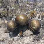 Tierra Quemada / Fotoreportaje de Héctor Guevara