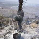 Tierra Quemada / Fotoreportaje de Héctor Guevara