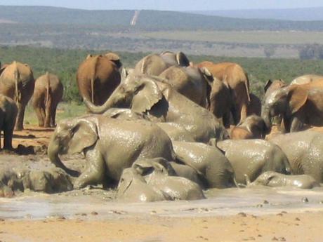 Africa-363-580x435 ▷ Comente por qué amo a los elefantes visitando el Centro de Conservación de Elefantes - Animal-Care.net - ¡La vida se trata de salvar animales!