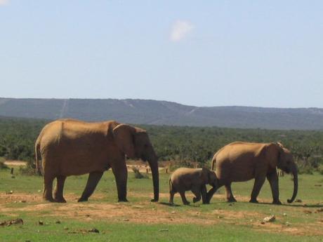 Africa-361-580x435 ▷ Comente por qué amo a los elefantes visitando el Centro de Conservación de Elefantes - Animal-Care.net - ¡La vida se trata de salvar animales!