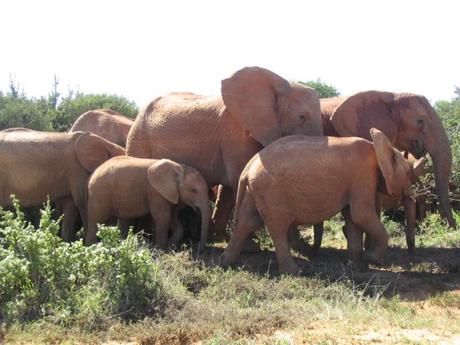 Africa-334-580x435 ▷ Comente por qué amo a los elefantes visitando el Centro de Conservación de Elefantes - Animal-Care.net - ¡La vida se trata de salvar animales!
