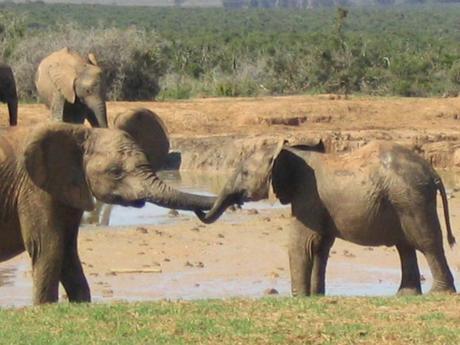 Africa-353-580x435 ▷ Comente por qué amo a los elefantes visitando el Centro de Conservación de Elefantes - Animal-Care.net - ¡La vida se trata de salvar animales!