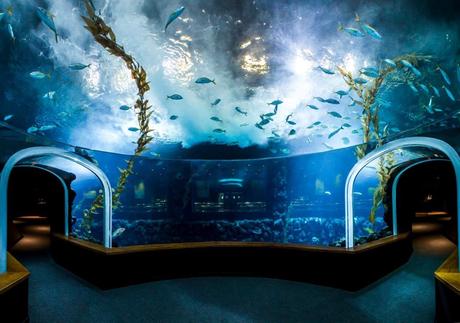 Poema del Mar obtiene el Certificado de Excelencia de TripAdvisor Poema del Mar obtiene el Certificado de Excelencia de TripAdvisor