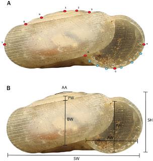 Interesante artículo sobre moluscos de cuevas