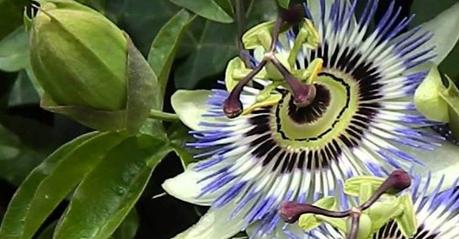 Infusiones para bajar la tensión alta Pasiflora: un remedio natural para la hipertensión