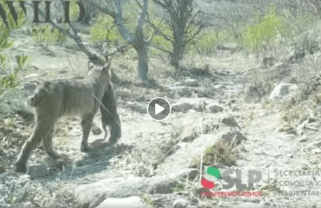 Captan en video a lince rojo en la Sierra de San Miguelito