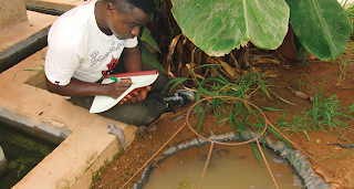 Hongos modificados genéticamente contra la malaria