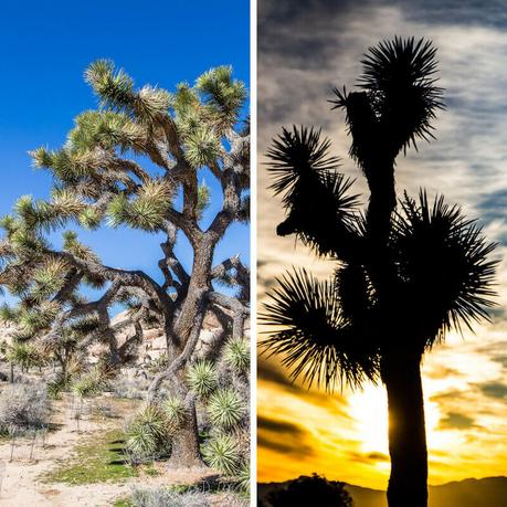joshua-tree-np-california-1 ▷ Comente 8 cosas maravillosas que hacer en el Parque Nacional Joshua Tree, California para 2019 Preview y 2018 Travel Year Review - HoneyTrek 2018 Travel Year in Review