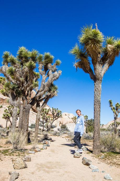 what-is-a-joshua-tree ▷ Comente 8 cosas maravillosas que hacer en el Parque Nacional Joshua Tree, California para 2019 Preview y 2018 Travel Year Review - HoneyTrek 2018 Travel Year in Review