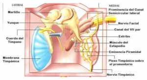 Otalgia secundaria o dolor de oído