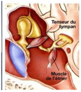 Otalgia secundaria o dolor de oído