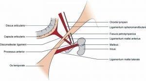 Acúfenos, tinnitus… Qué sabemos con certeza