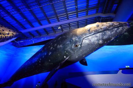 que-ver-en-reikiavik-museo-ballenas Todo lo que tienes que ver en Reikiavik en un dia
