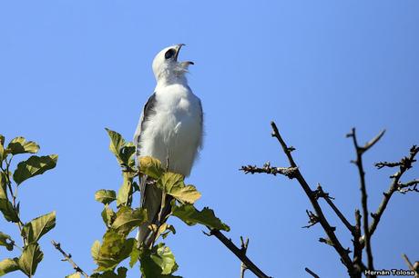 Un milano blanco