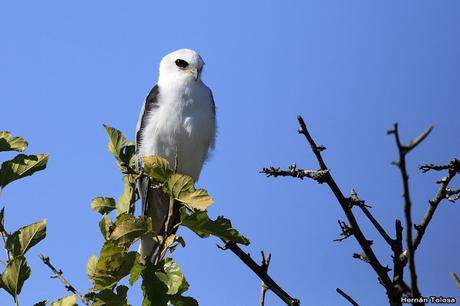 Un milano blanco