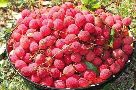Así es como llegó el Litchi a la Huasteca Potosina.