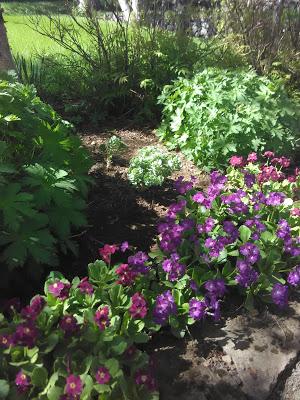 El jardín botánico de Skrúður, en Núpur