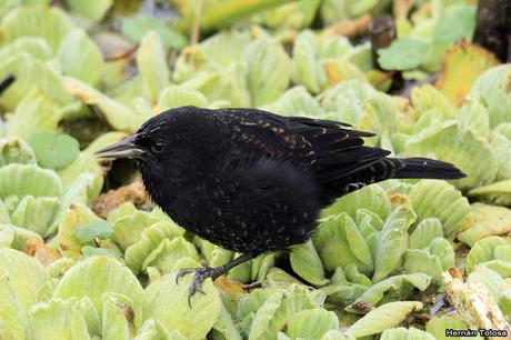 Gran Día Mundial (4 de mayo de 2019)