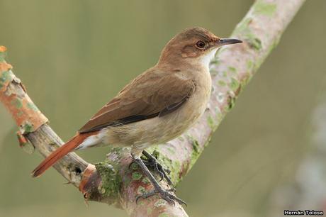 Gran Día Mundial (4 de mayo de 2019)