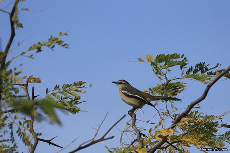 Gran Día Mundial (4 de mayo de 2019)