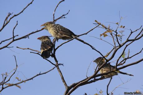 Gran Día Mundial (4 de mayo de 2019)