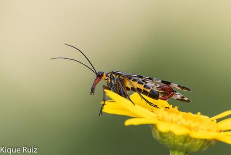 Macro fotografía 2019