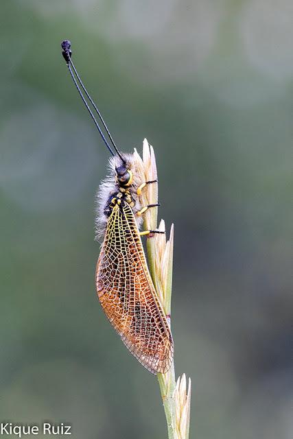 Macro fotografía 2019