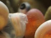 Documental sobre Salmón atlántico