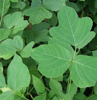 Kuzu, qué es y para qué sirve esta raíz Kuzu, qué es y para qué sirve esta raíz